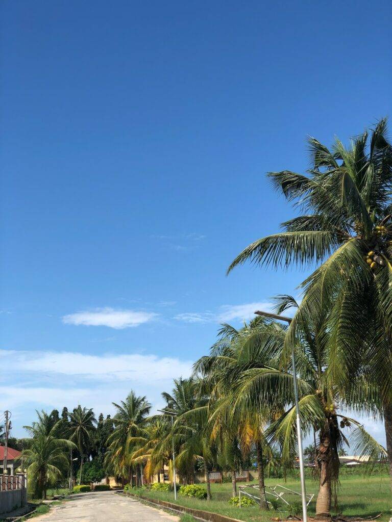 a path with palm trees on either side of it